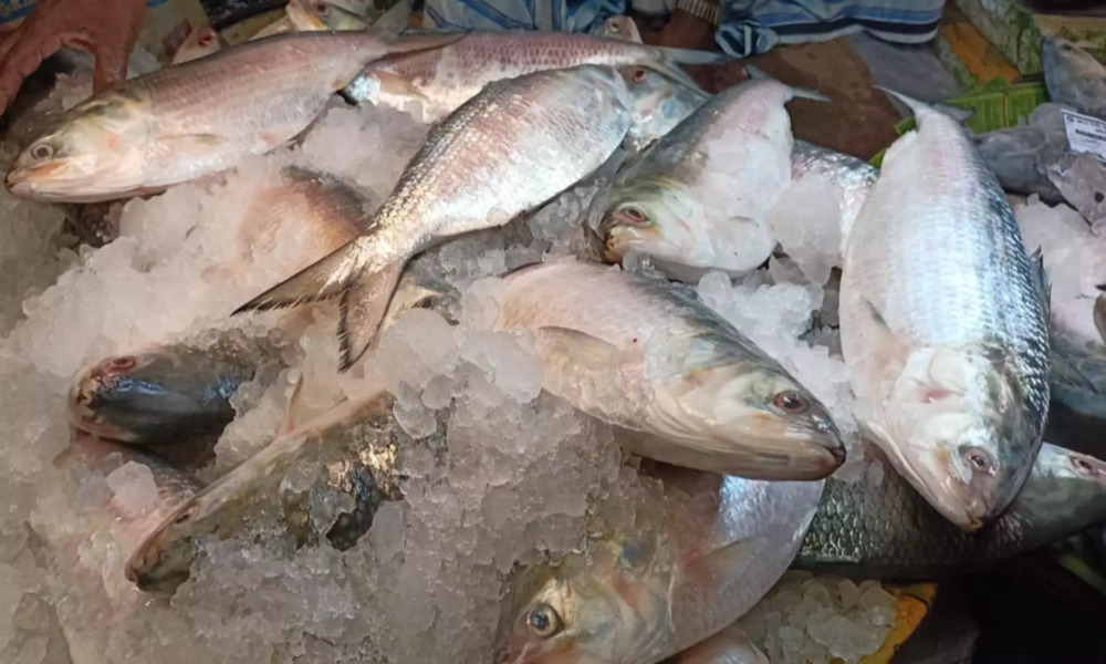 Bangladesh approves 3000 mts of Hilsa export to India 