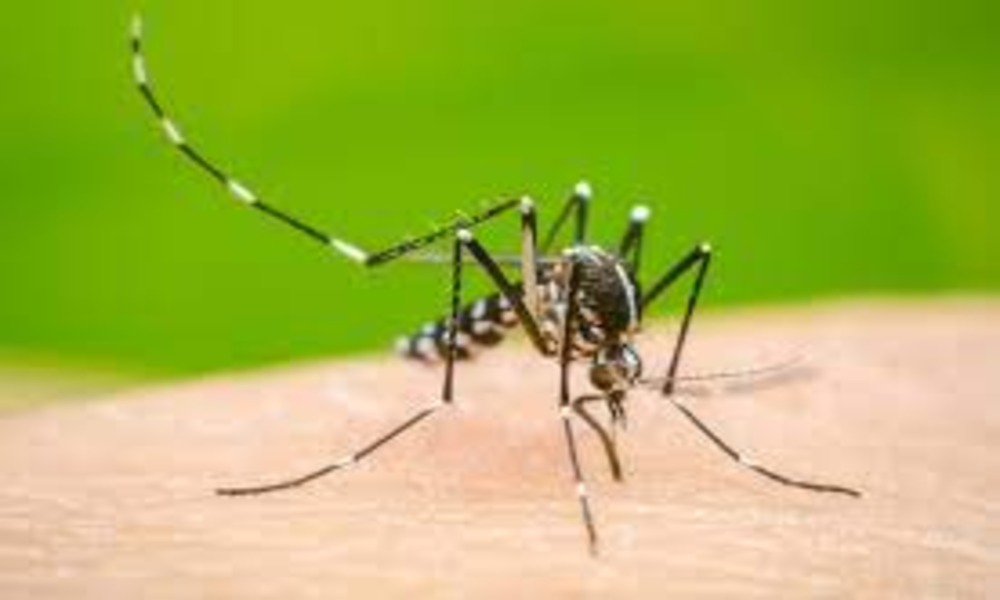 One dies, 477 more hospitalized with dengue 