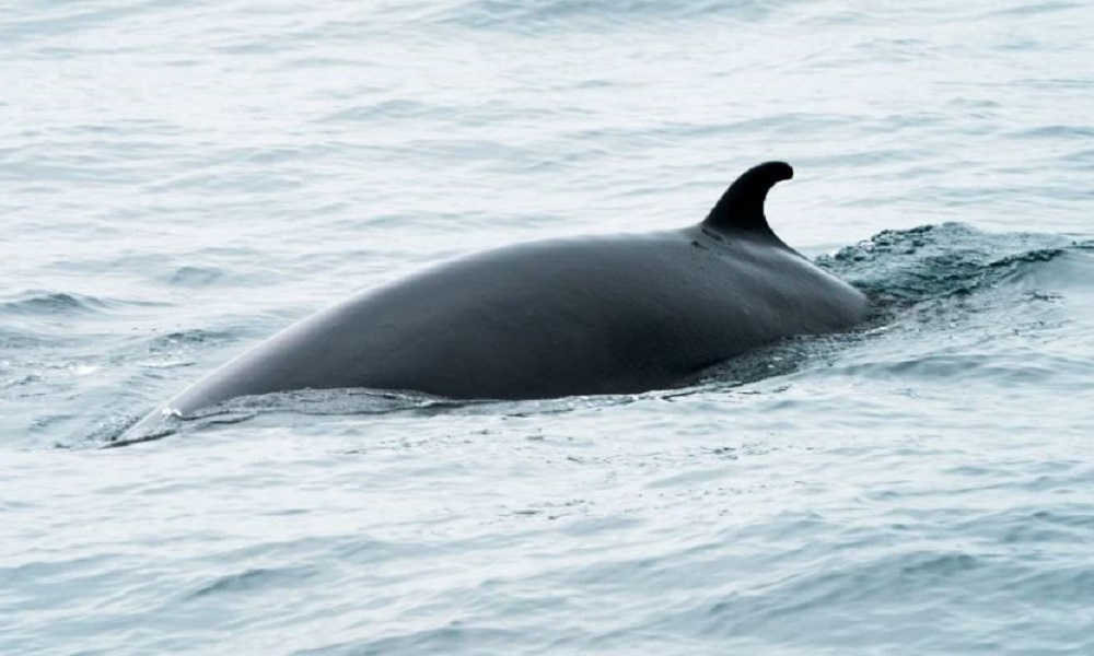 Baleen whales captured to study study hearing