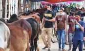 Self-reliance in sacrificial animals: govt urged to sustain livestock gains