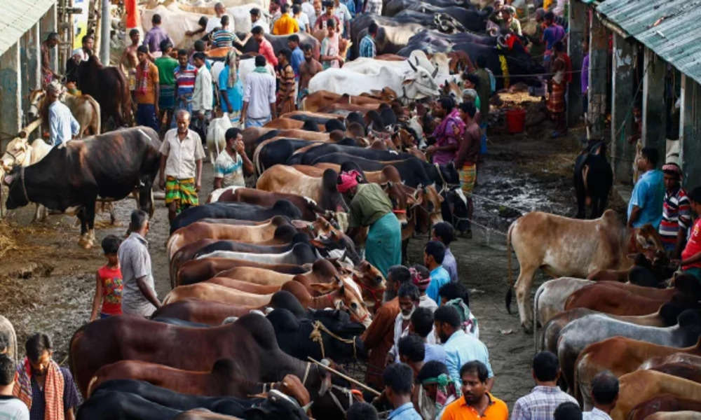 Eid cattle market lease mired in controversy

