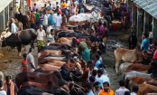 Eid cattle market lease mired in controversy

