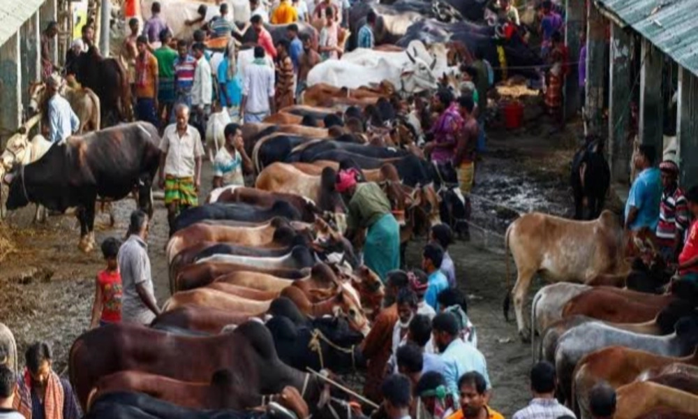 Medium cattle in demand, large ones lag in Dhaka markets








