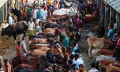 Medium cattle in demand, large ones lag in Dhaka markets








